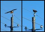 (11) red-tailed hawk montage.jpg    (1000x720)    229 KB                              click to see enlarged picture
